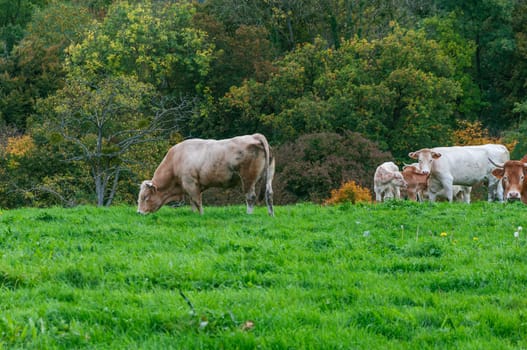 a herd of cows stands against the background of green grass, one cow stands in the distance and eats green grass, the concept of agriculture. High quality photo