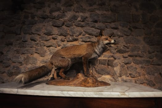 a stuffed fox stands in the house on a stand in full growth close-up on a stuffed animal, a portrait of a stuffed fox. High quality photo