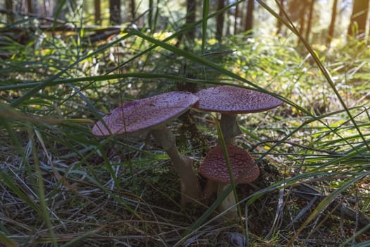 mushrooms in the forest close-up there is a place for an inscription. High quality photo