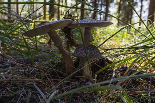 clearing of mushrooms in the forest mushrooms in the forest close-up there is a place for an inscription. High quality photo