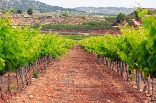 Vineyards with grapevine for wine production, there is a place for an inscription. High quality photo