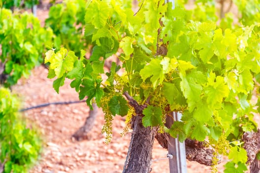 Vineyards with grapevine for wine production, there is a place for an inscription. High quality photo