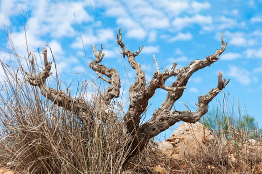 blue sky over an old lonely tree, close-up, there is a place for an inscription. High quality photo