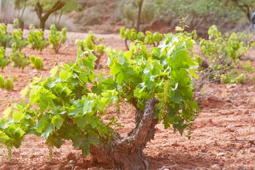 young green grapes grow in the vineyard close-up there is a place for the inscription. High quality photo