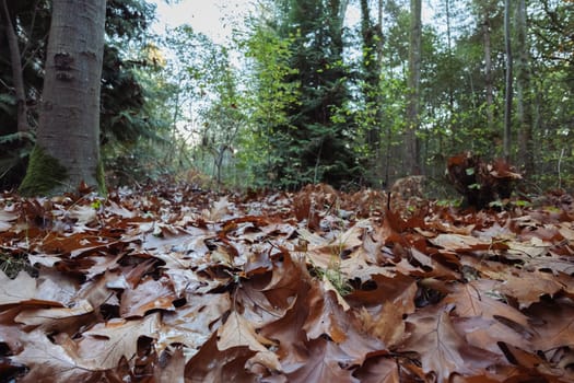 autumn forest landscape close-up on the grass yellow leaves on the ground there are places for the inscription. High quality photo