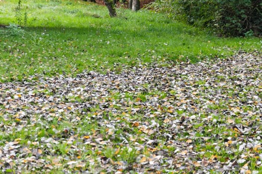 fallen leaves lie on the green grass in the park, a beautiful autumn landscape in the park. High quality photo