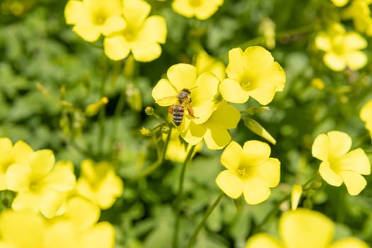 close-up of a meadow with yellow flowers, a bee collects pollen for honey. High quality photo