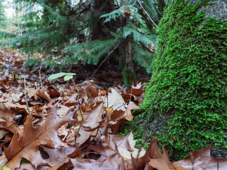 green fir trees in the forest close-up landscape of the spring forest close-up on the grass yellow leaves on the ground there are places for an inscription. High quality photo