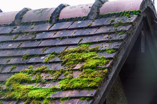Moss growing on the roof tiles. Close up. Selective focus. High quality photo