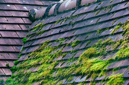 roof close-up of brown color, green moss on the roof. High quality photo