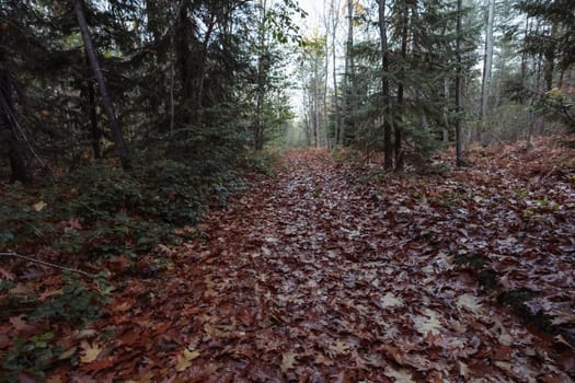 green fir trees in the forest close-up landscape of the spring forest close-up on the grass yellow leaves on the ground there are places for an inscription. High quality photo