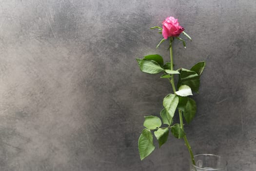 a rose on a gray background there is a place for an inscription from the left. High quality photo