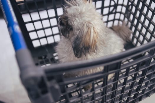 A cute little puppy of light color sits in a gray shopping basket in a mall or supermarket, close-up. Pet. High quality photo