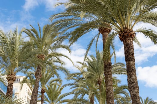 Beautiful seascape.Palm trees close-up against the blue sky,there is a place for an inscription. High quality photo