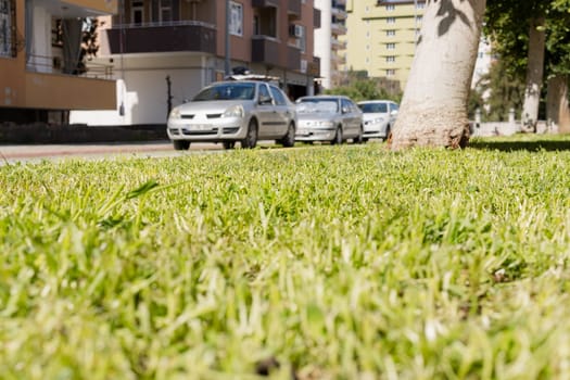 green meadow with grass close-up, in the background parking with cars. street in european town High quality photo
