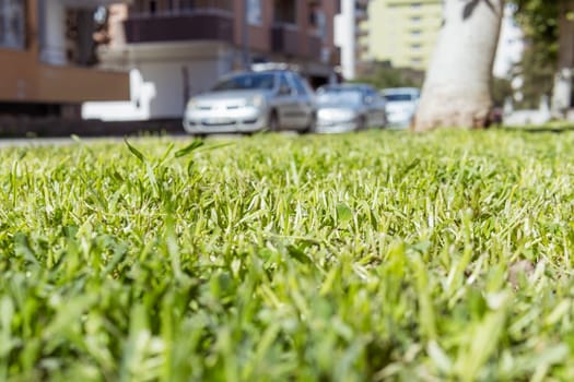 green meadow with grass close-up, in the background parking with cars. High quality photo