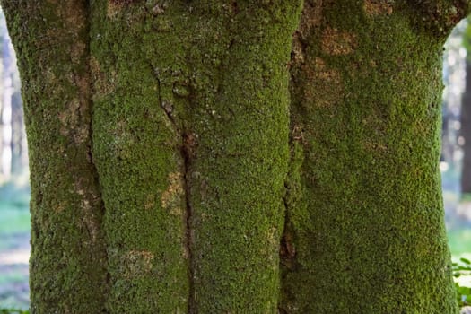 close-up tree pillar in green moss big tree close-up spring landscape there is a place for an inscription. High quality photo