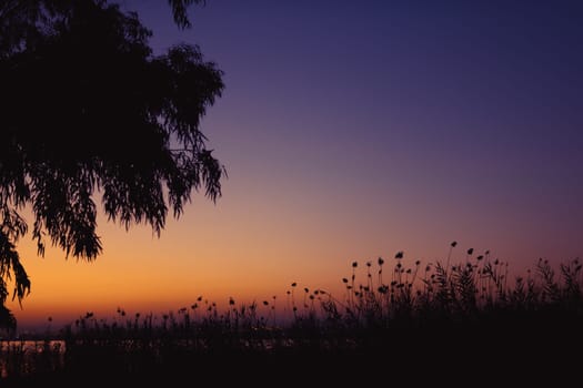 Beautiful photo of nature at sunset. beautiful sunset against the backdrop of trees.there is a place for an inscription . High quality photo