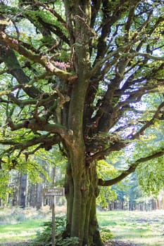 big tree close-up landscape spring there is a place for an inscription. High quality photo