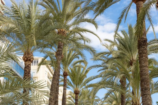 Palm trees close-up against the blue sky,there is a place for an inscription.Beautiful seascape. High quality photo