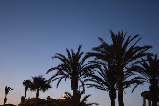 Evening summer landscape against the blue sky and palm trees, there is a place for an inscription. Palm trees silhouette. High quality photo