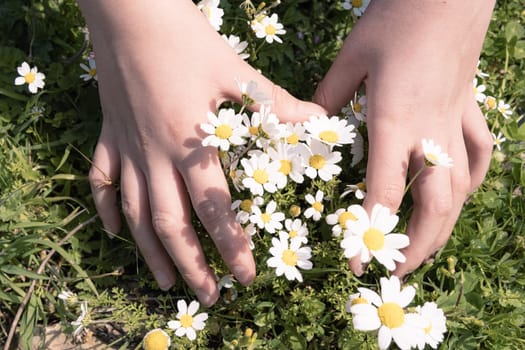 the child wants to pick a bouquet of daisies from a meadow of flowers. High quality photo