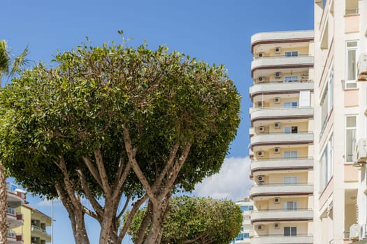 a large green tree on the street near residential buildings. High quality photo