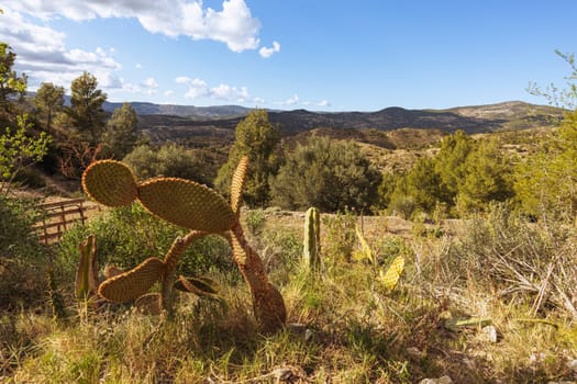 large cacti grow in a field near the mountains, a beautiful landscape with a view of the mountains. There is a place for an inscription. High quality photo