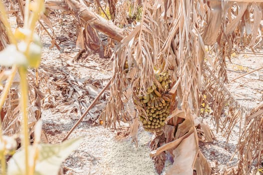 meadow of dried banana leaves banana fruit. High quality photo