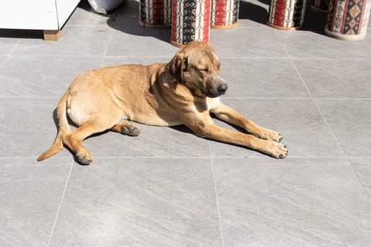 A stray abandoned dog lies basking in the sun on a busy city street in Istanbul. People walk past a hungry abandoned dog. High quality photo