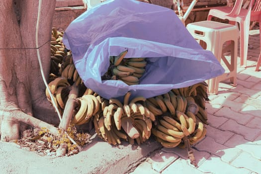 a lot of ripe bananas lie on the floor, plucked for sale for people. High quality photo
