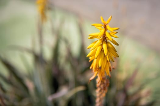 yellow flower close-up, there is a place for an inscription. High quality photo