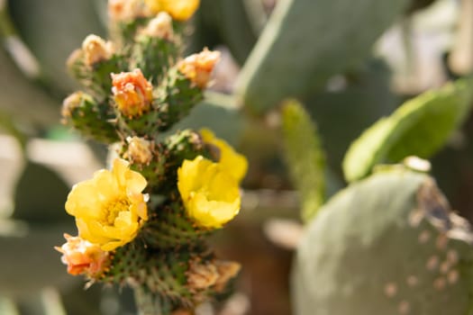 Beautiful cactus flowers, yellow Parodia aureispina cactus flowers bloom in a small pot on a natural background. High quality photo