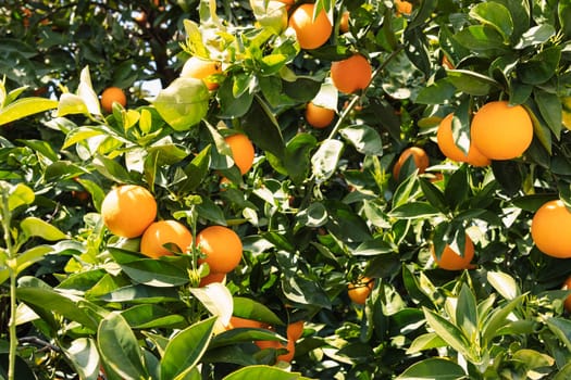 Orange tree with fruits.Many ripe beautiful oranges on a branch with green leaves High quality photo