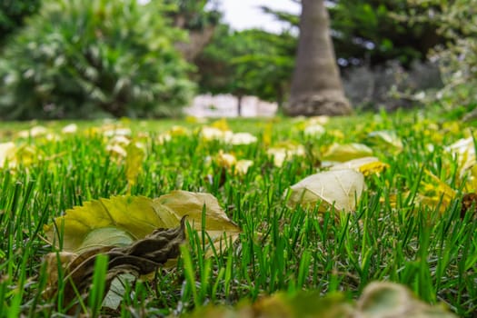 close-up of green grass in the park, there is a place for an inscription. High quality photo