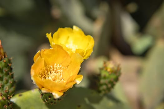 yellow cactus flowers close-up, there is a place for an inscription. High quality photo