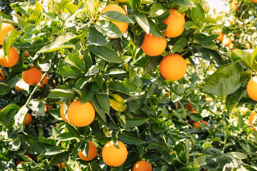 Orange tree with fruits.Many ripe beautiful oranges on a branch with green leaves High quality photo