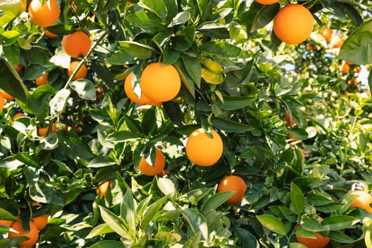 Orange tree with fruits.Many ripe beautiful oranges on a branch with green leaves .close-up of oranges.High quality photo