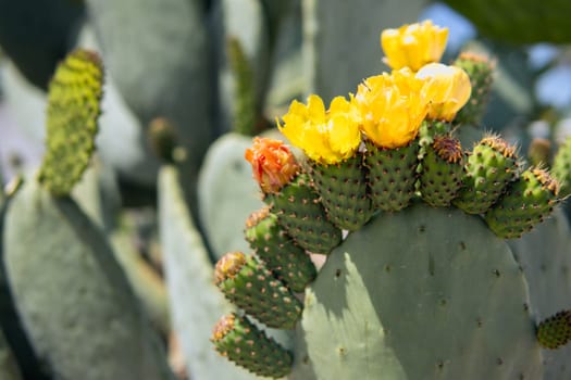 The cactus blooms with beautiful bright yellow flowers that look like a crown. How to grow a trendy collection of cacti in a mini garden. Green natural background. High quality photo