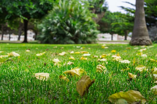 close-up of green grass in the park, there is a place for an inscription. High quality photo