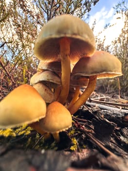 Closeup of mushroom in the forest floor.