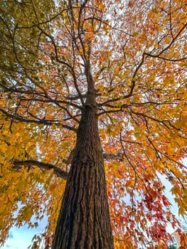 Autumn color fall leaved tree seen from bellow.