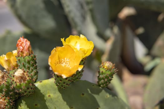 The cactus blooms with beautiful bright yellow flowers that look like a crown. How to grow a trendy collection of cacti in a mini garden. Green natural background. High quality photo