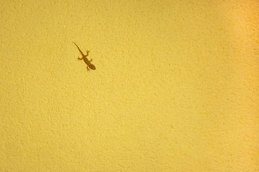 small lizard on a yellow background with a place for an inscription. High quality photo