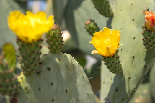 Beautiful cactus flowers, yellow Parodia aureispina cactus flowers bloom in a small pot on a natural background. High quality photo