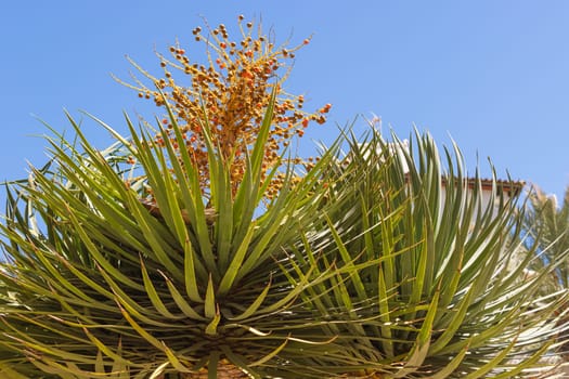 Palm berries in bloom. Blooming tropical tree. Exotic berry backgroun. High quality photo