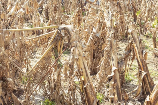 meadow of dried banana leaves. High quality photo