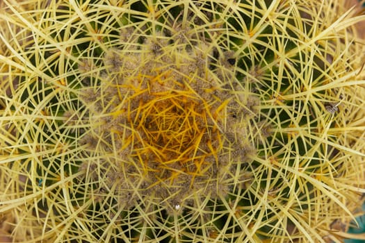 Close-up of a golden ball cactus , spine detail rows, Echinocactus grusonii. High quality photo