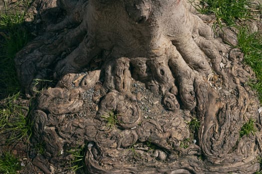 the root of a large perennial tree with a beautiful pattern, a beautiful background. High quality photo