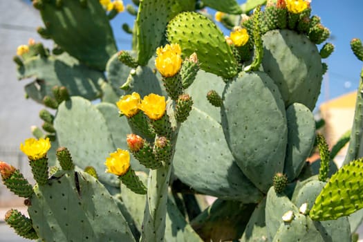 The cactus blooms with beautiful bright yellow flowers that look like a crown. How to grow a trendy collection of cacti in a mini garden. Green natural background. High quality photo